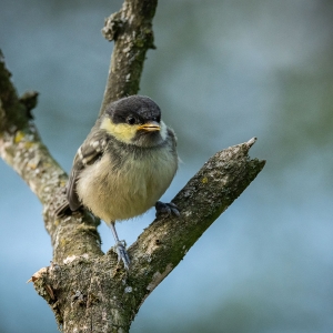 Redwell   27 05 2020   D500   Les 45.jpg